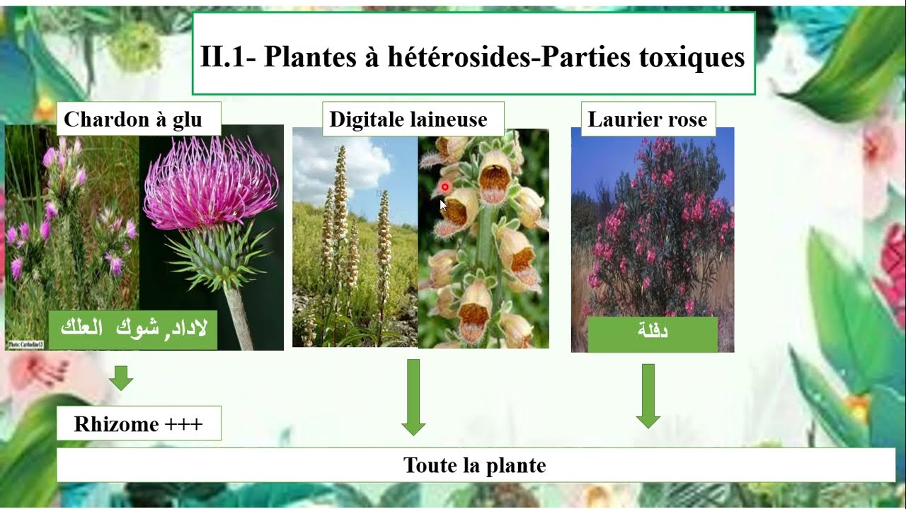 Plantes Toxiques Partie I