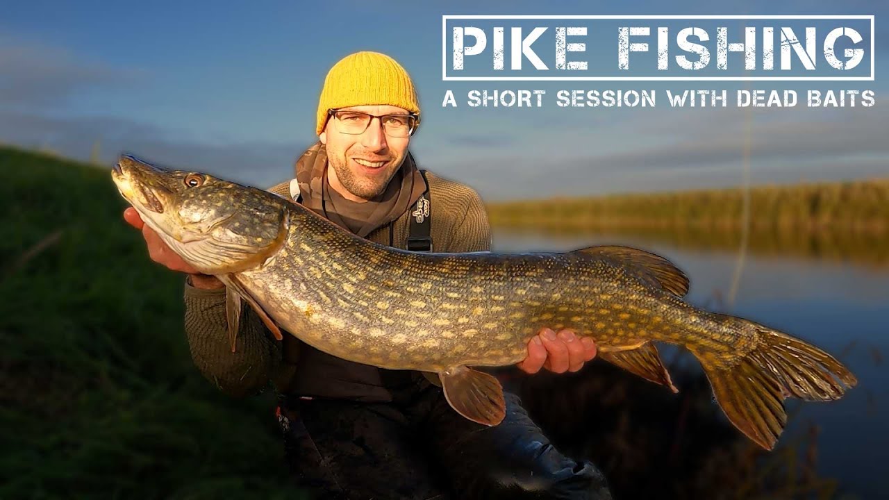 A Short Session Pike Fishing With Dead Baits