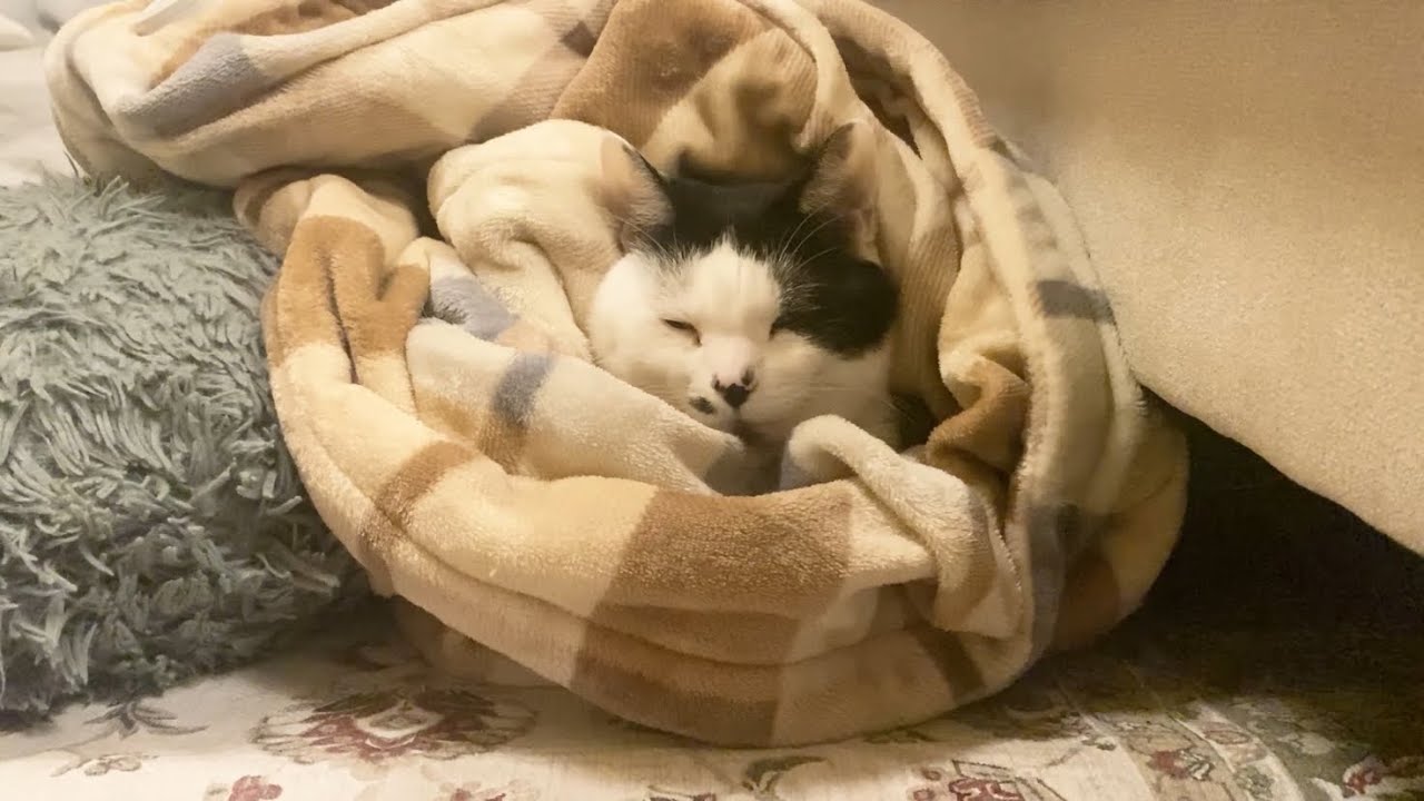 のりまき