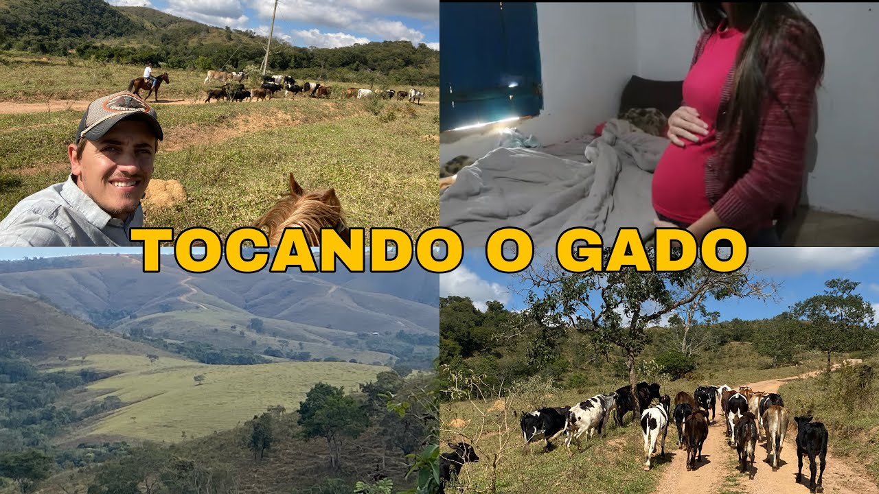 ALUGAMOS UM OUTRO PASTO! NA FAZENDA J&Aacute; N&Atilde;O CABE MAIS NOSSO GADO !