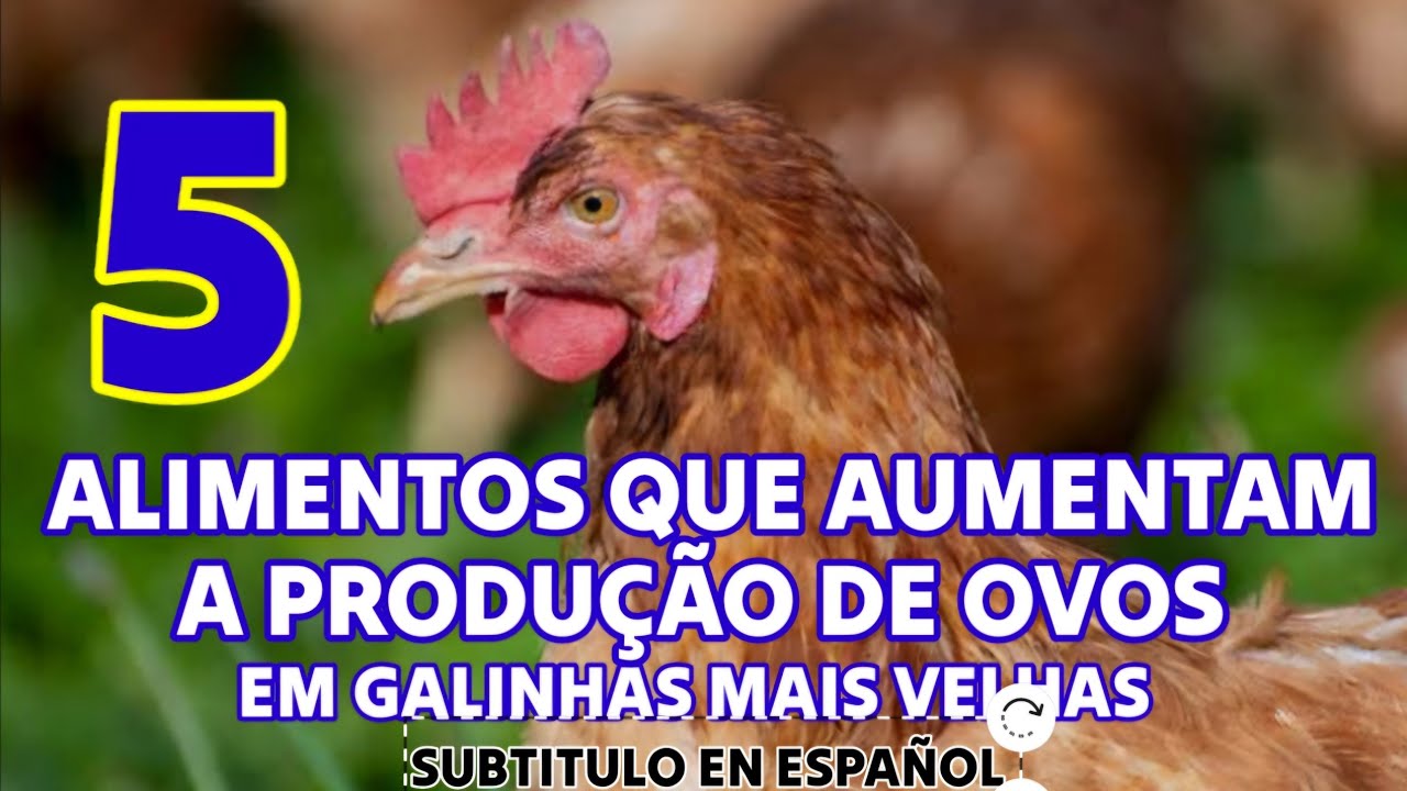 5 ALIMENTOS QUE AUMENTAM A PRODUÇÃO DE OVOS