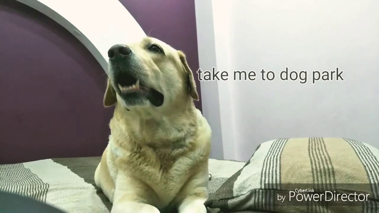 Funny Lab Throwing a Tantrum
