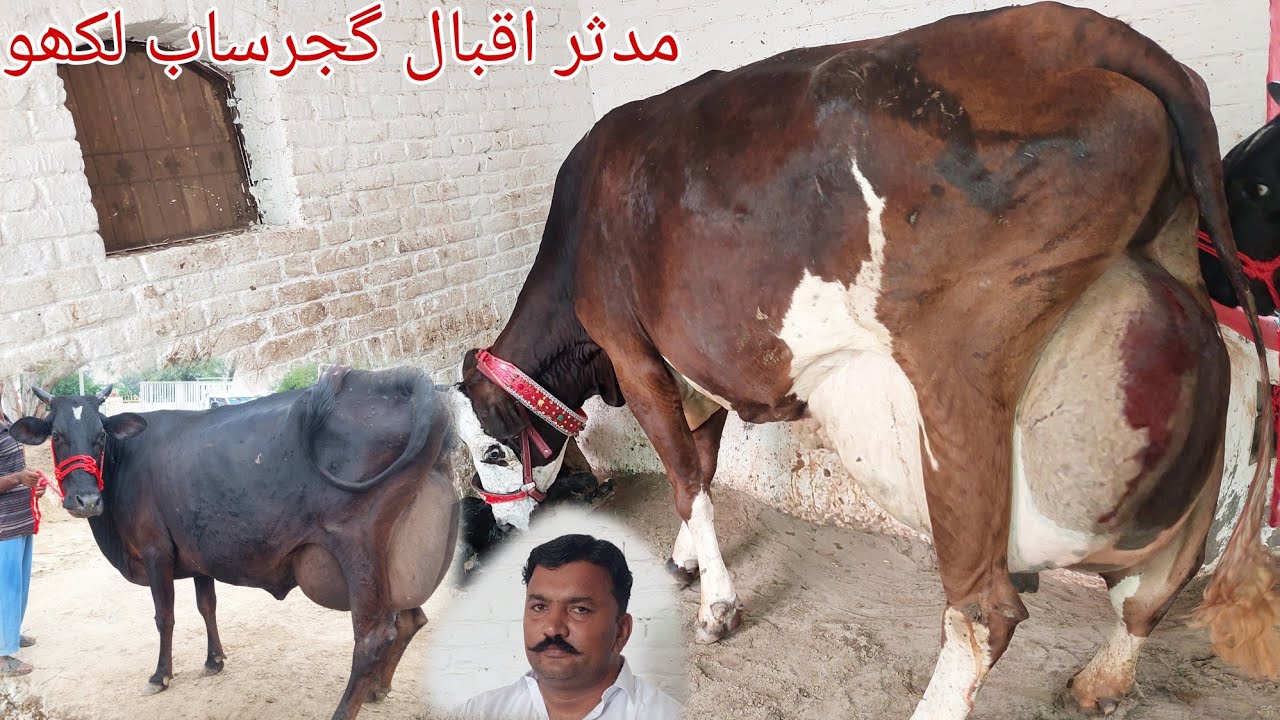 مدثر اقبال گجرساب لکھو  7گائیں برائے فروخت 27جولائیkarnana channel2025