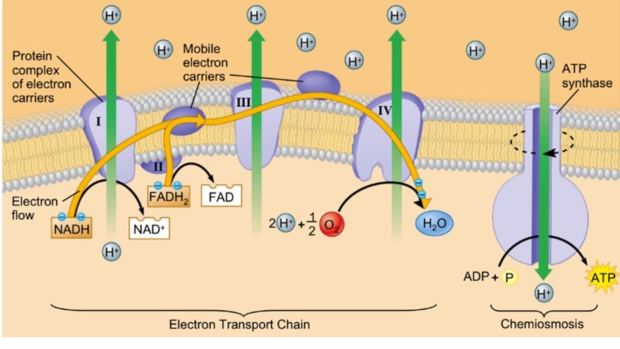 การถ่ายทอดอิเล็กตรอน(Electron transport chain )