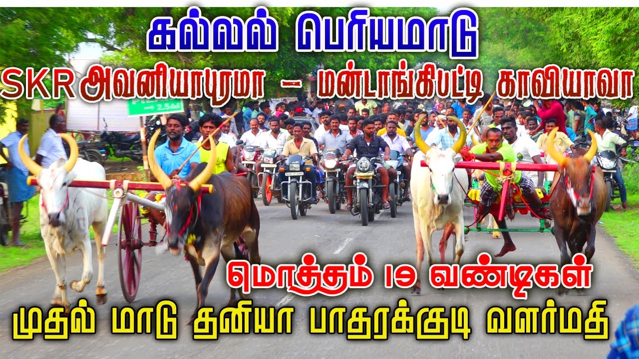 பெரியமாடு  - கல்லல் சிவகங்கை (மா) பந்தயம் rekla race 25.10.2022#amutham_studio #rekla_race_2022