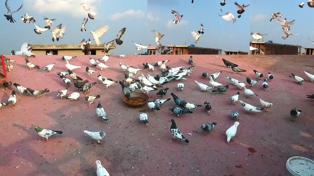 50 New Baby Pigeon Training K Liyae Bandh K Chory || Hashim Mahmood Pigeons
