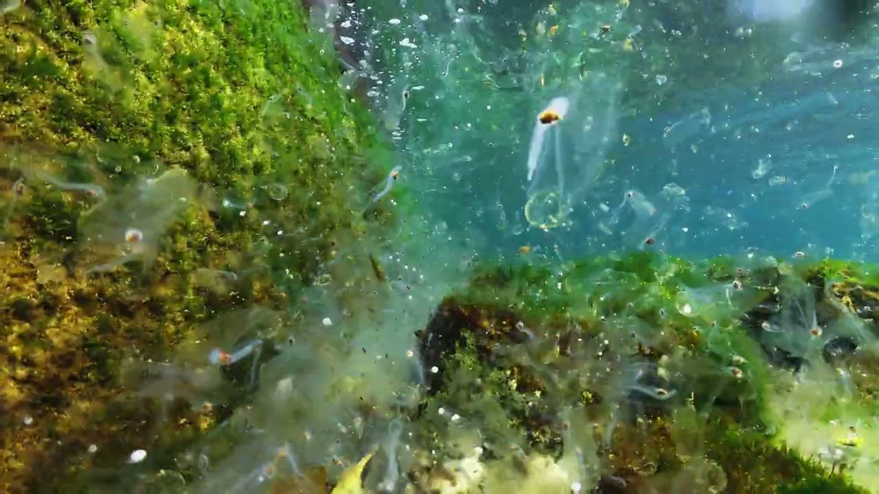 【睡眠用・映像記録】爆湧トガリサルパを見る- Common salp