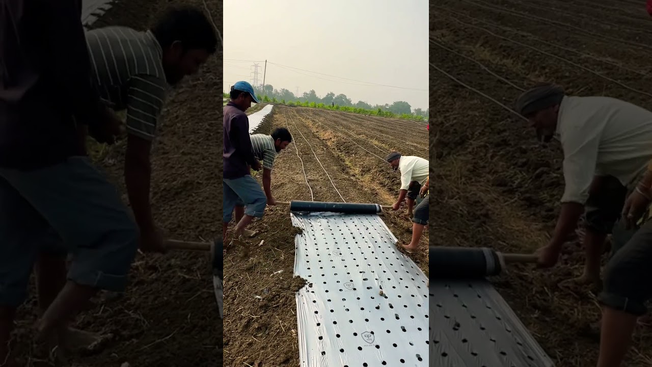 Onion Mulching #mulching #onioni#onionfarming #farming #agriculture #farm #yt  #youtubeshorts