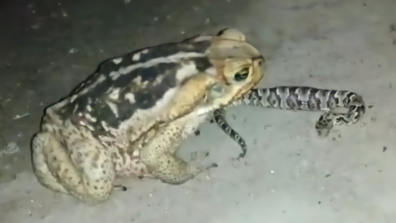 SAPO DEU BOTE CERTEIRO NA JARARACA