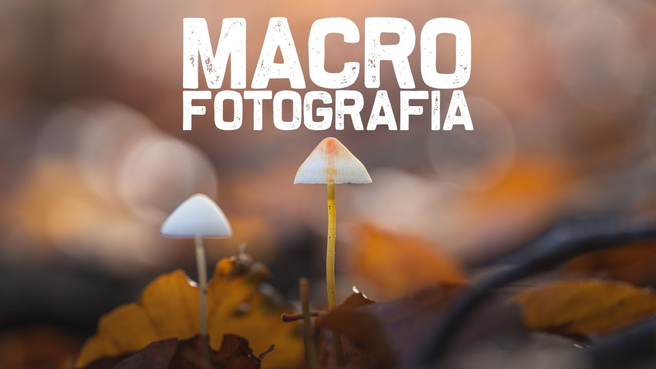MACROFOTOGRAFIA nel BOSCO - AUTUNNO meraviglia di COLORI
