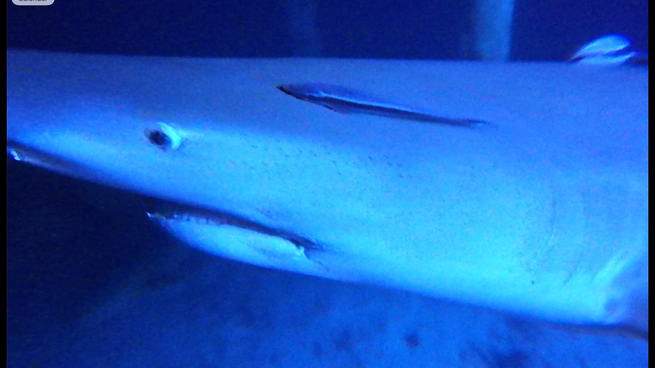 Nurse shark, Bull shark and Reef shark. Nightlife under our boat.