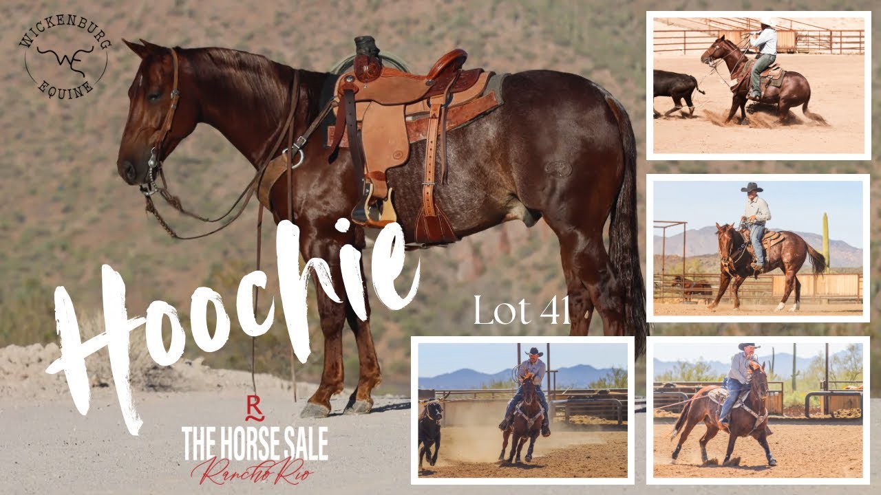 #41 HOOCHIE • Rancho Rio Horse Sale ‘26 • Head & Heel, Son of Metallic Cat 