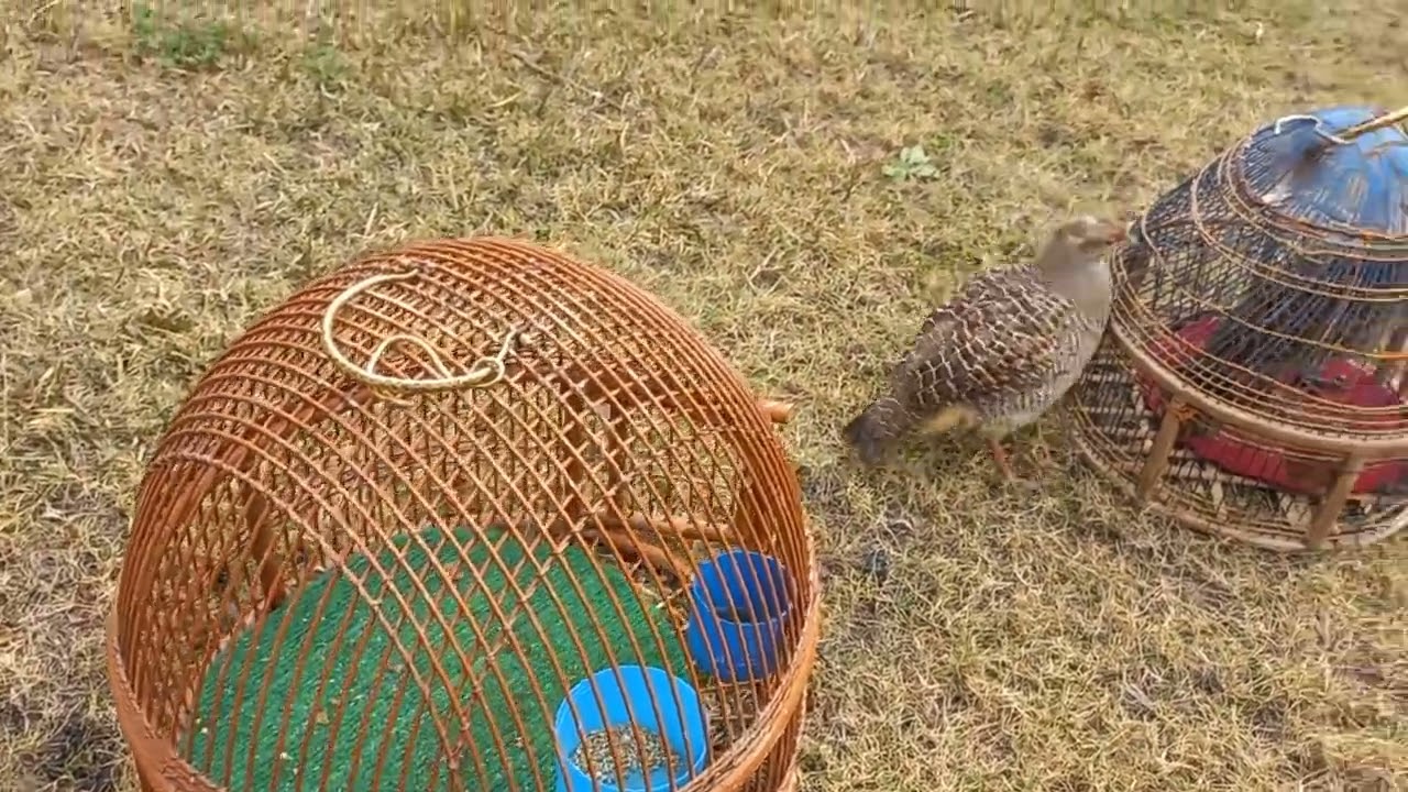 grayfrioncolin teeter  partridge loves fight. ❤️