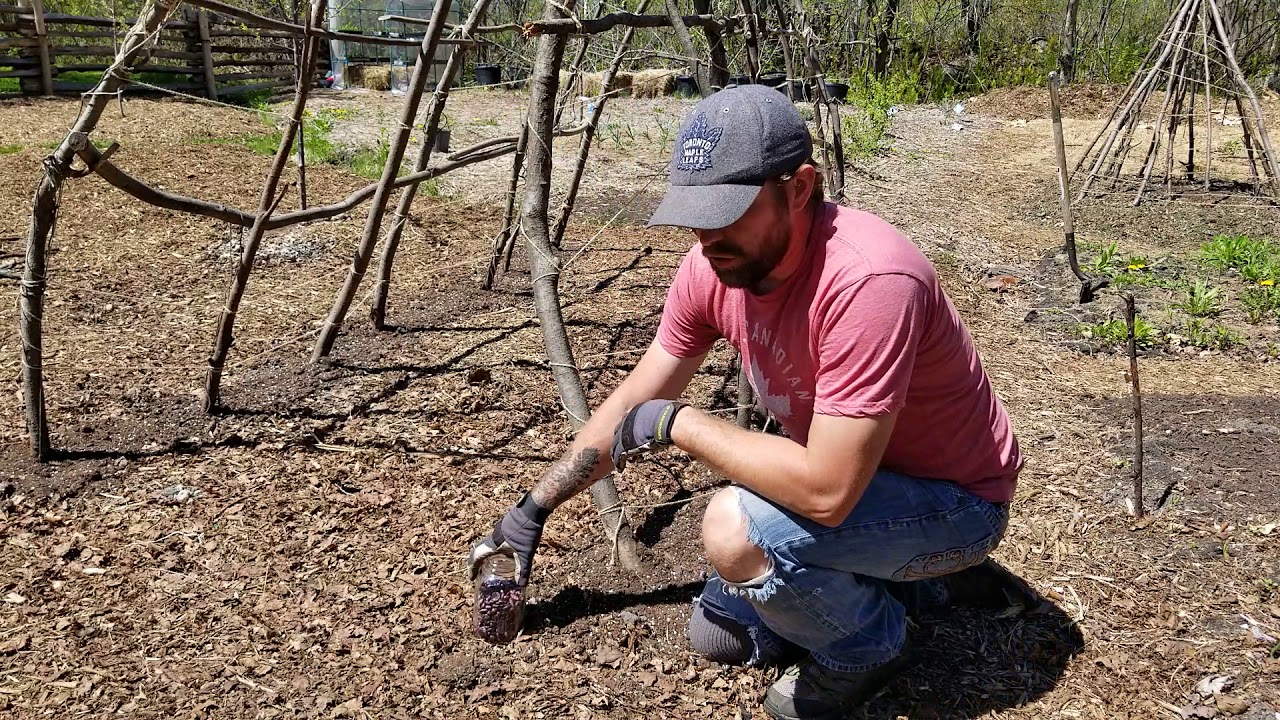 Cold Climate Permaculture (Zone Five): Scarlet Runner Beans - Nutritional facts and Planting.