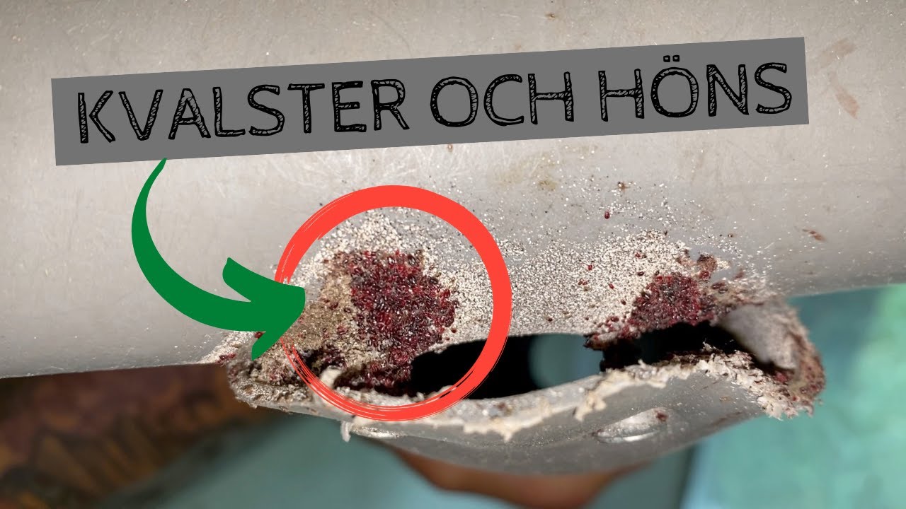 Att sanera ett hönshus från röda HÖNSKVALSTER - och om annat som inte går som man har tänkt sig