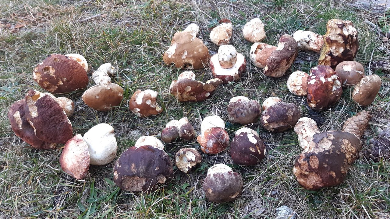 Valtellina porcini neri per il sott' olio al 3 novembre 2024
