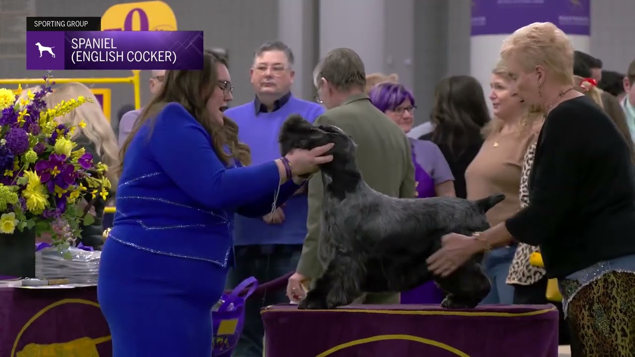 Spaniels (English Cocker) | Breed Judging 2025