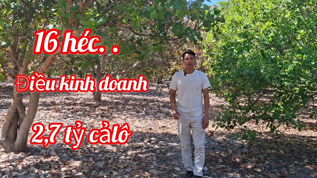 (375) Chủ cần bán vườn mỗi năm thu nhập gần một tỷ, giá cực rẻ, gần trung tâm thị trấn easúp, Đăklắc