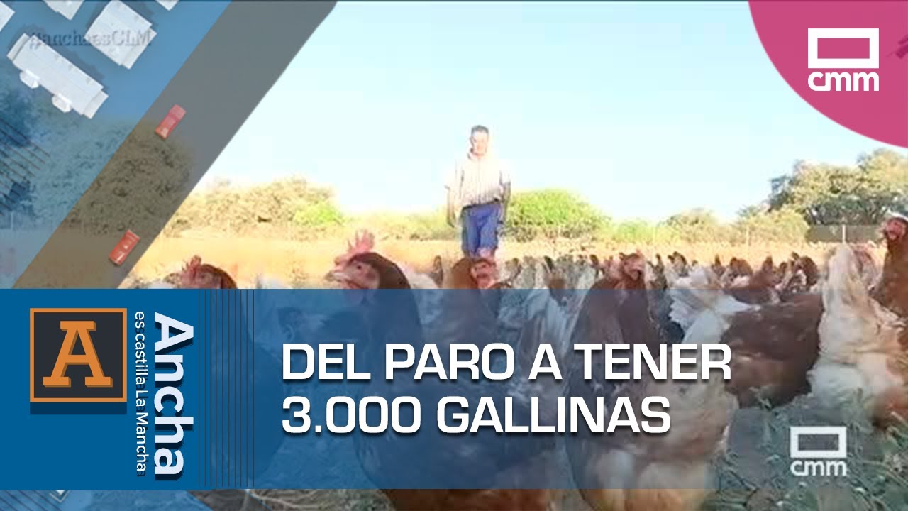 Del paro a criar gallinas y vender huevos ecológicos | Ancha es Castilla-La Mancha