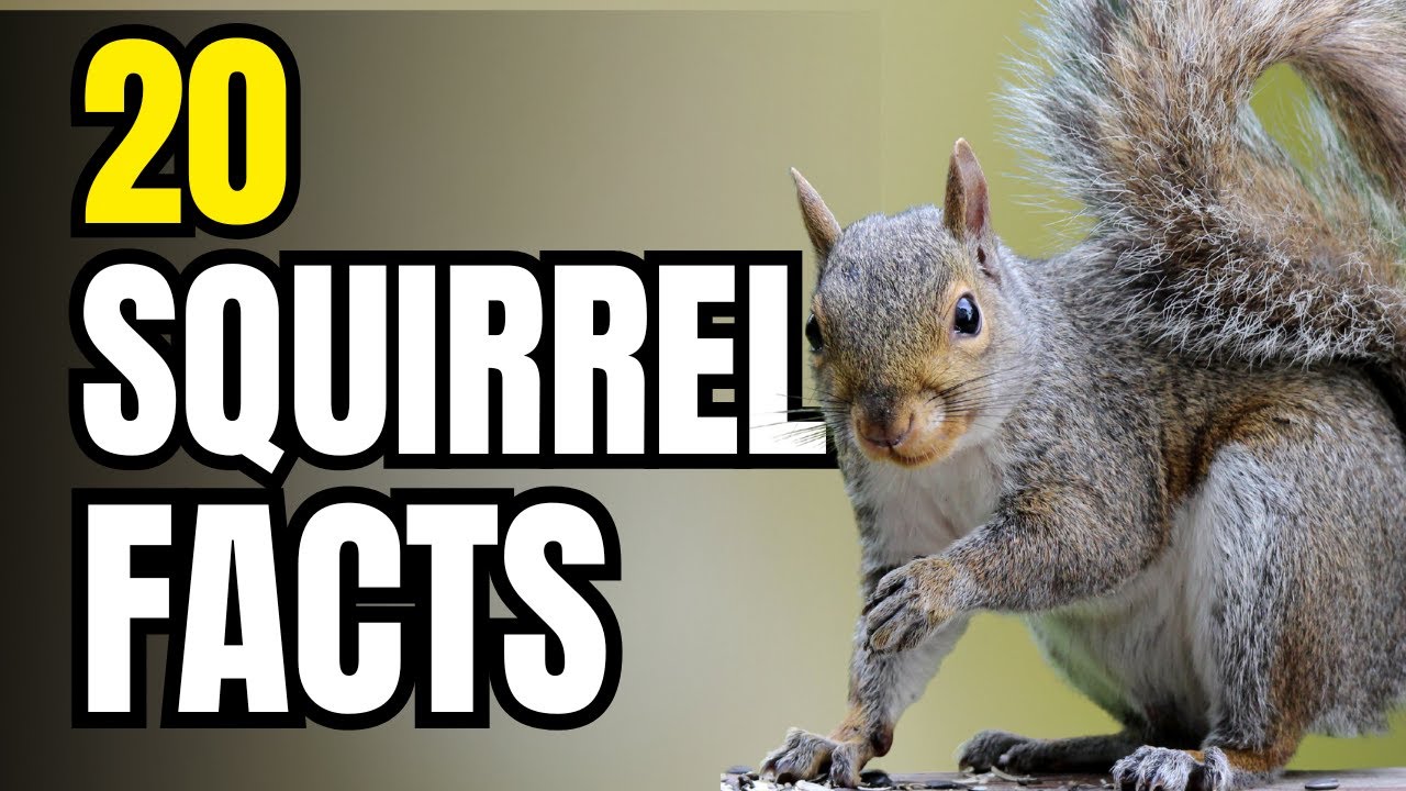 20 Surprising Facts About Squirrels