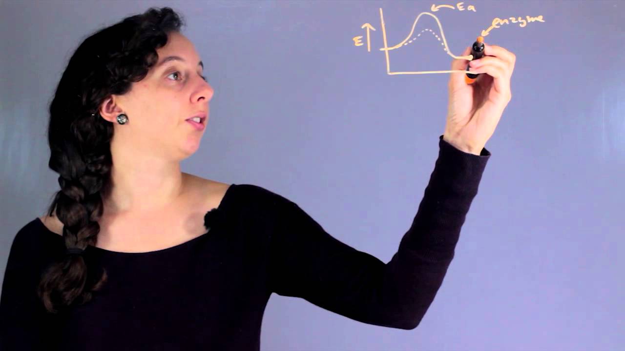 How Would You Expect Increasing Enzyme Concentration to Affect the Ra... : The Marvels of Chemistry