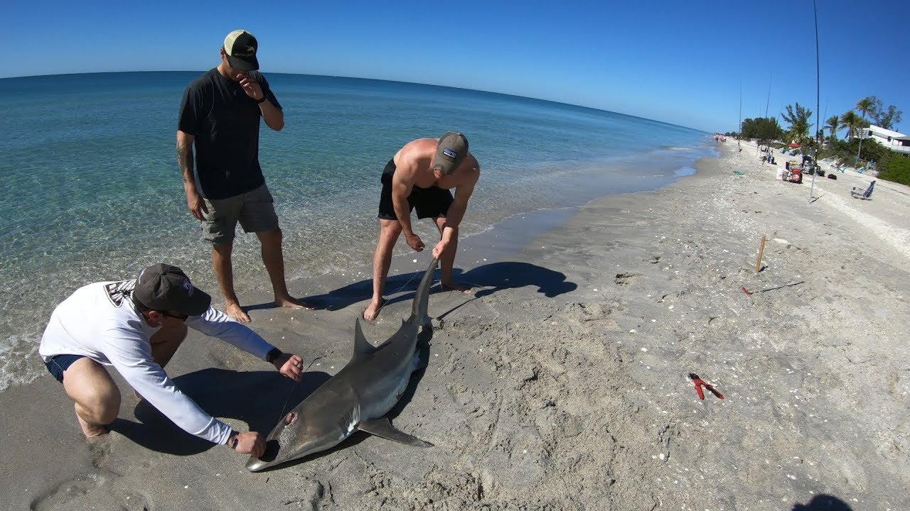 Brigand Outdoors - EPIC Land Based Shark Fishing in Englewood, FL