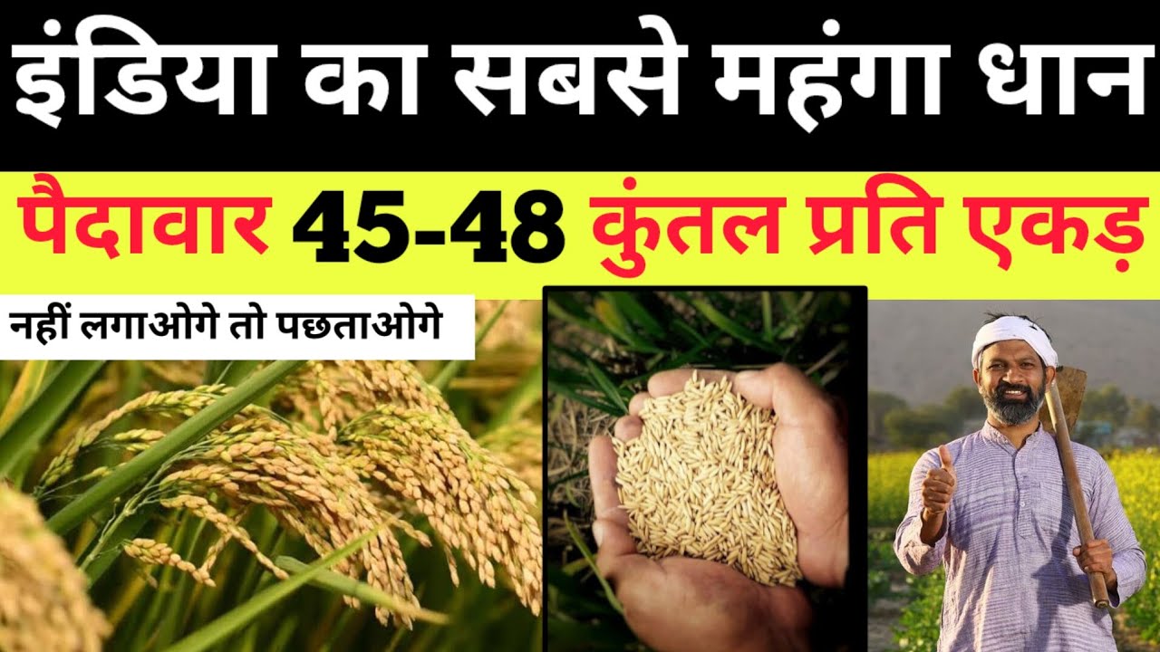 इंडिया की सबसे महंगाई बिकने वाला हाइब्रिड धान ।। धान की टॉप 5 वैरायटी // Top hybrid paddy seed