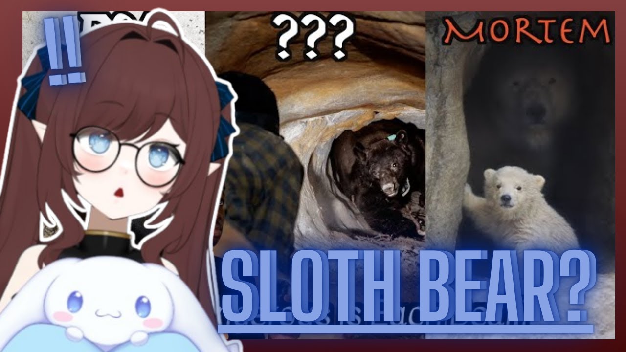 Pinebaby reacts to Every Bear and Its Chances of Retiring You From Life// Casual Geographic Reaction