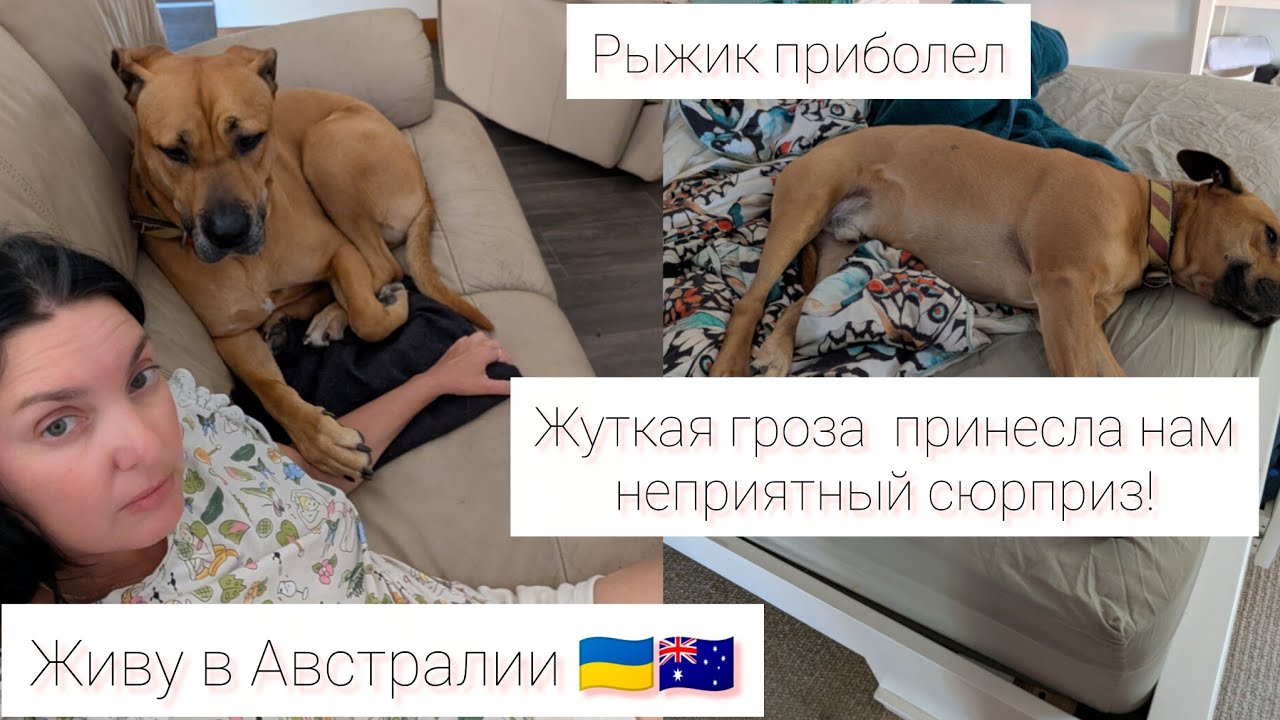 Живу в Австралии 🇦🇺🇺🇦 Ужасное происшествие. Как мы теперь будем жить?#австралия #україна 