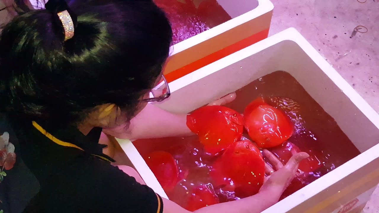C&aacute; Dĩa Full Red Abino Si&ecirc;u Đỏ Mới Về | C&aacute; Dĩa Thắng Lợi
