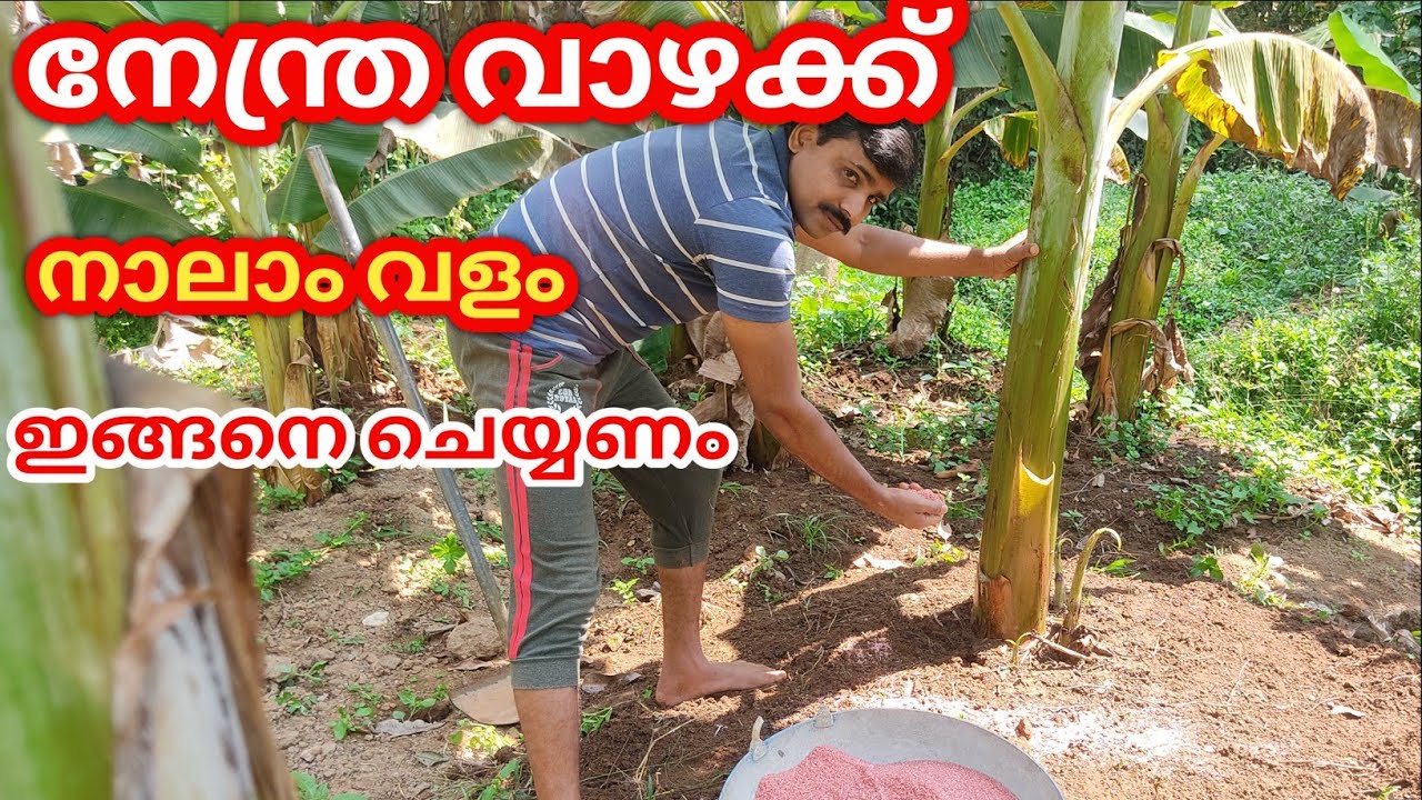 നേന്ത്ര വാഴ ഇങ്ങനെ കൃഷി ചെയ്‌താൽ ലാഭം മാത്രം /vazha krishi/nendra vazha