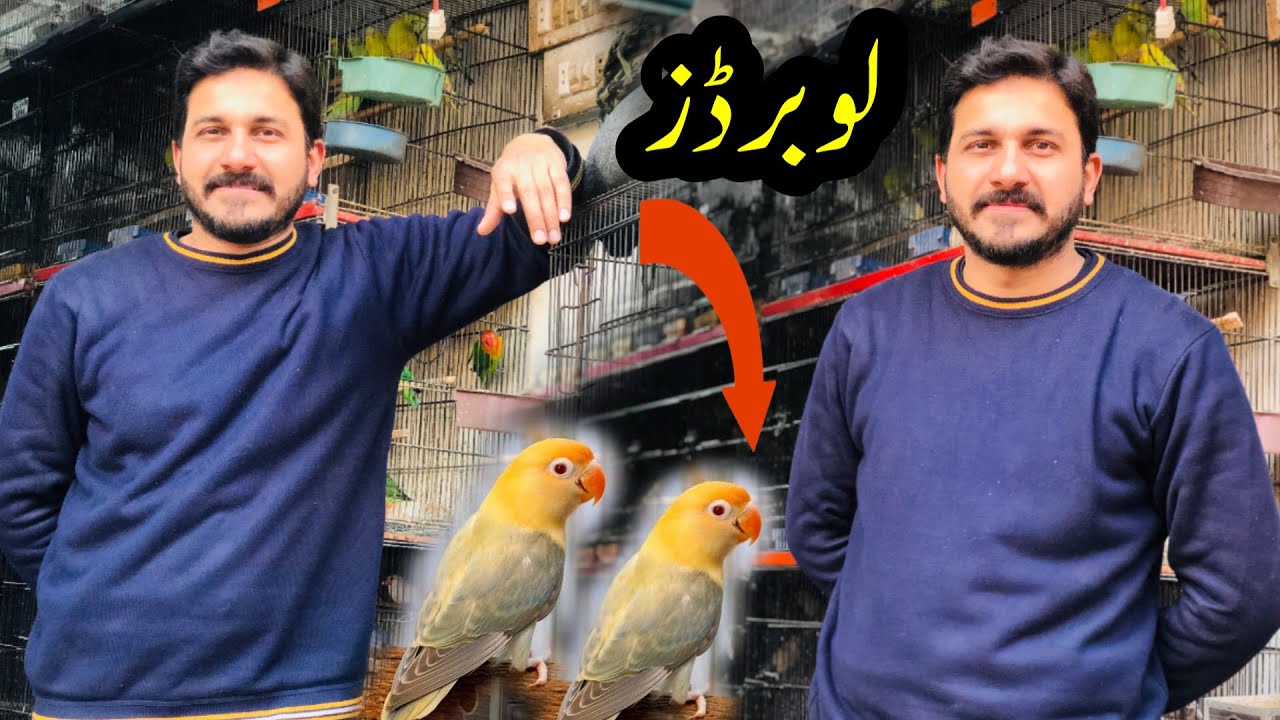 Love birds prices 2024 | Par blue, Opaline,Albino,Fisher,Latino & Decino prices | Birds Market