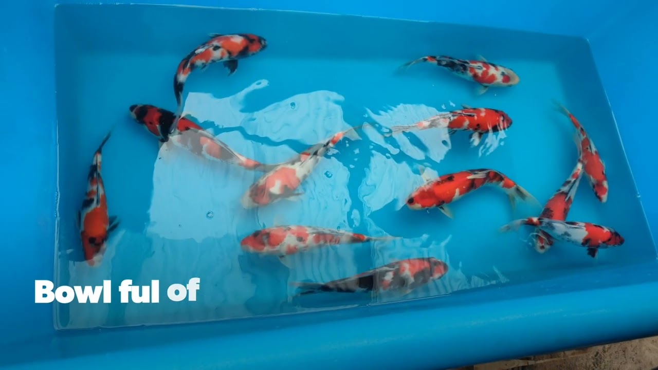 Adam Byer Koi Farm Koituber visit
