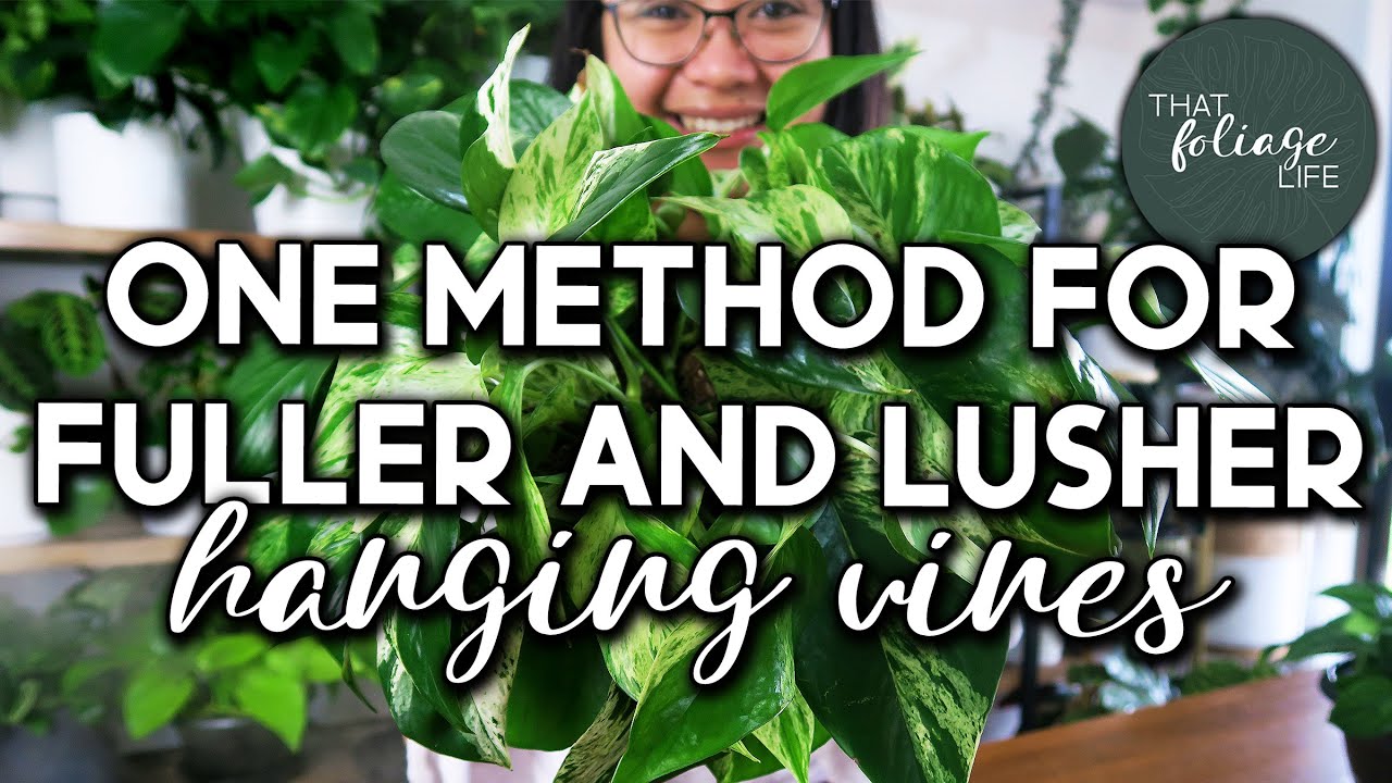 How to Self Propagate Your Vining Houseplants (A Secret to Bushier Hanging Houseplants!)