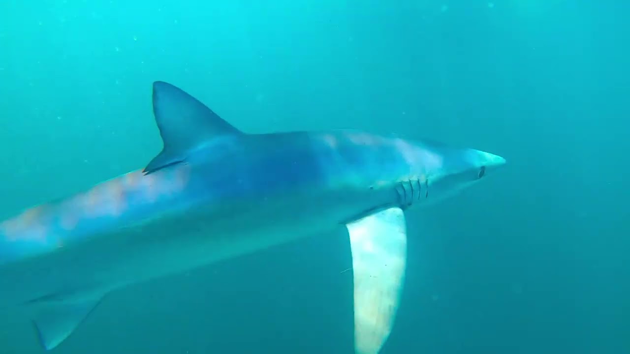 The Celtic Deep - 16/07/2022 - Blue Sharks