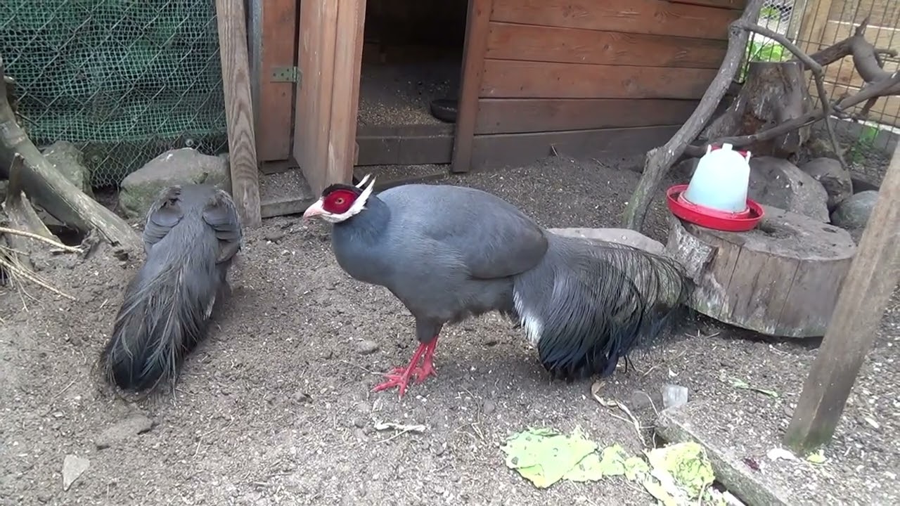 bażant uszak siwy,plany na zmianę woliery,gray eared pheasant, plans to change the aviary,