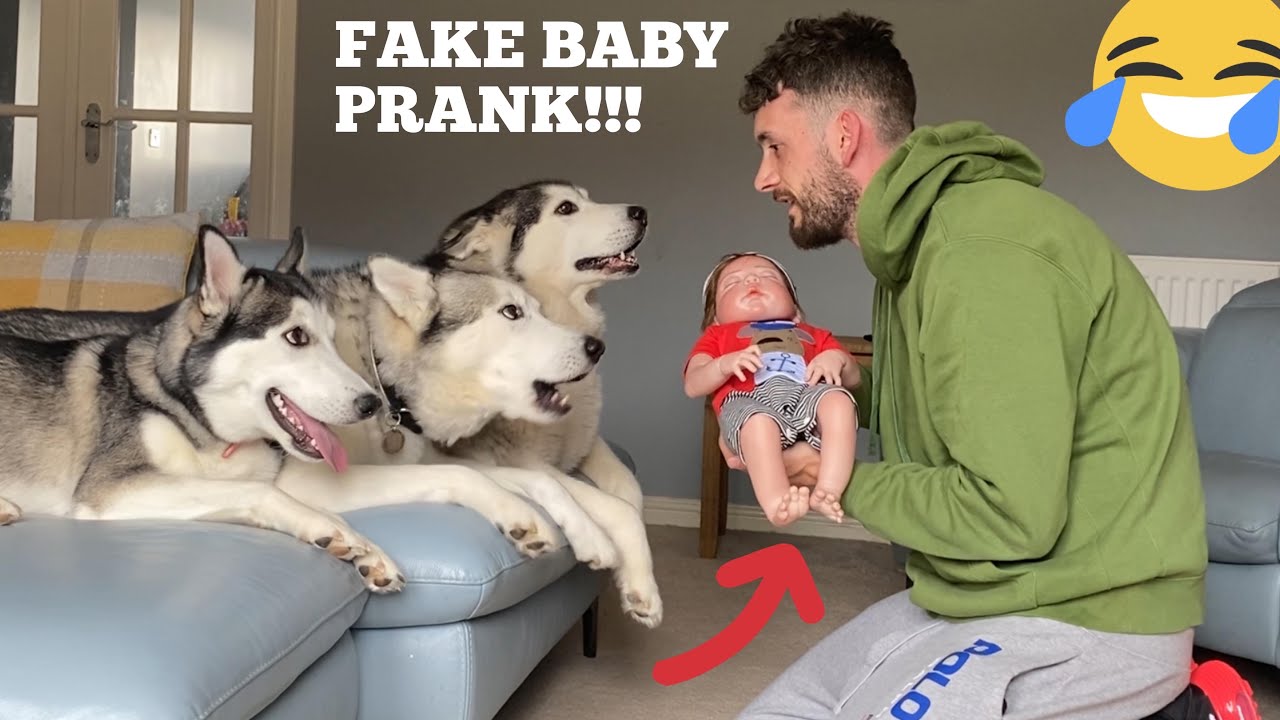 Huskies React To Fake Baby Unattended Prank! [BEST REACTION EVER!!] [MALE V FEMALE V PUPPY]