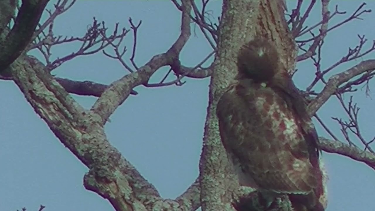 Hawks Around the Nest