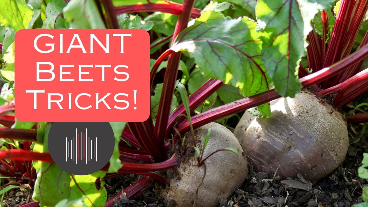How to Grow Beets &ndash; Tips for Growing a Ton of Beetroots