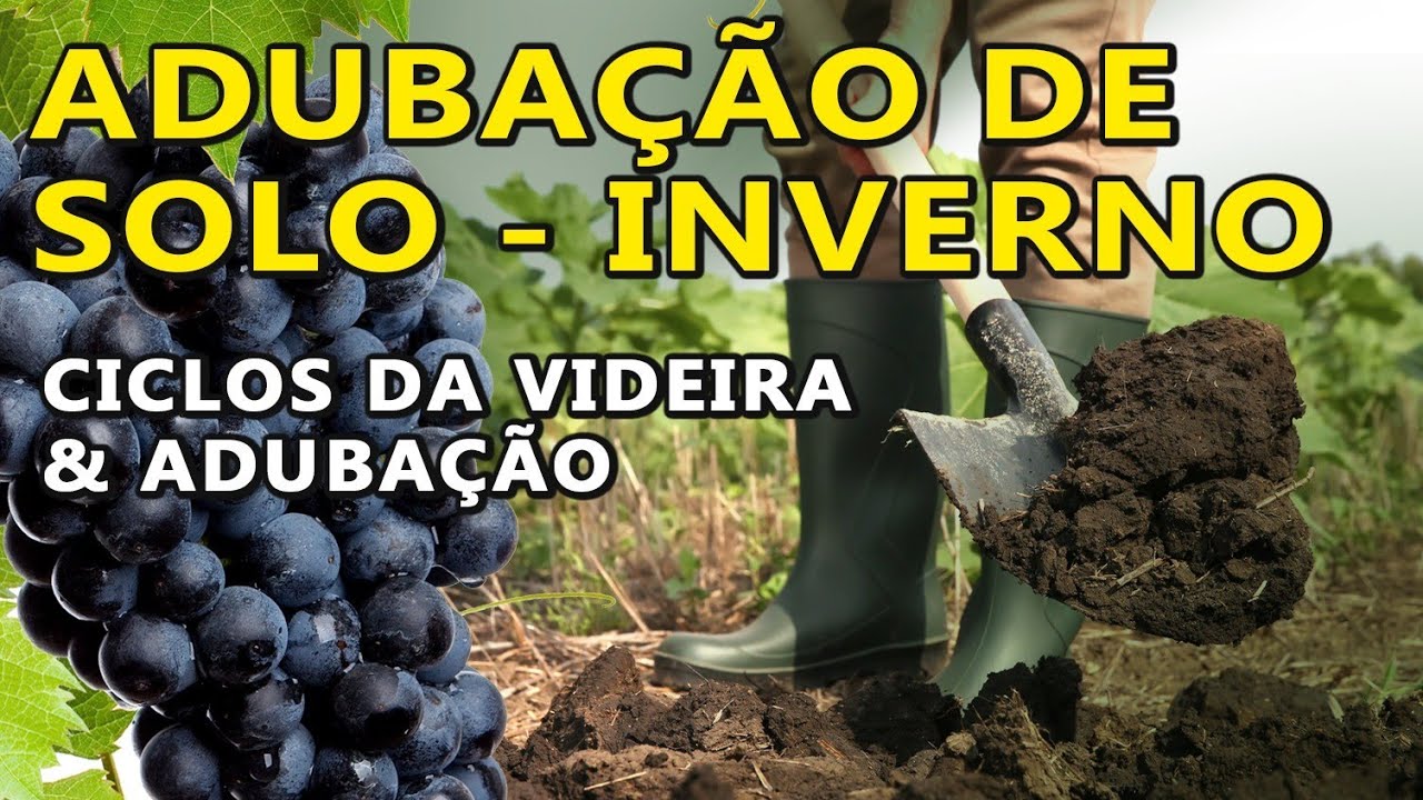 Cuidados com o solo no inverno - ciclos da videira e adubação na prática