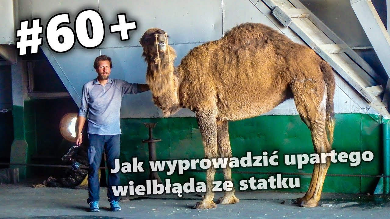 Rowerem do Azji Centralnej - #60+ Jak wyprowadzić upartego wielbłąda ze statku