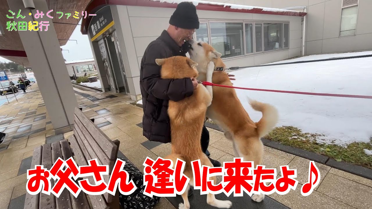 お父さん 逢いに来たよ♡　【ごん・みく】ファミリー秋田紀行♪　秋田犬【ごん・みく チャンネル】
