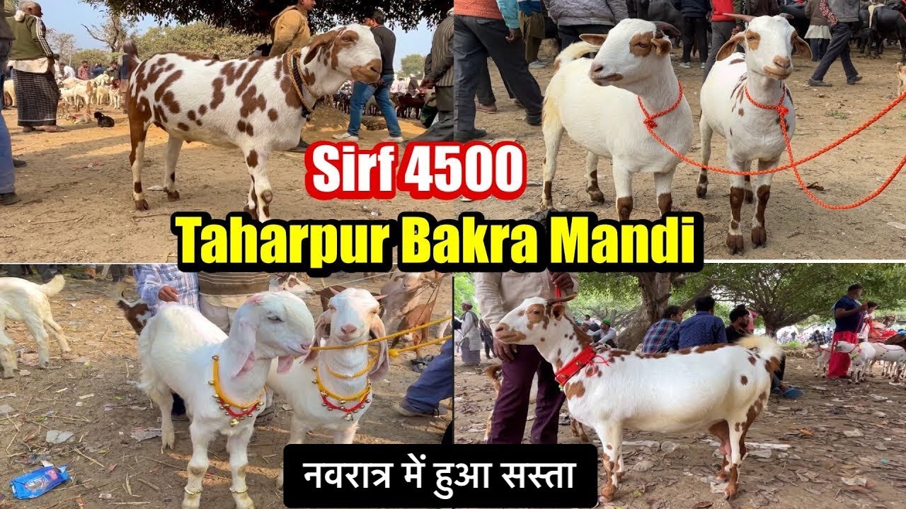 आज का बाज़ार रेट || 30/9/2025 ||Taharpur Bakra Mandi Live Update  With Prices Moradabad UP