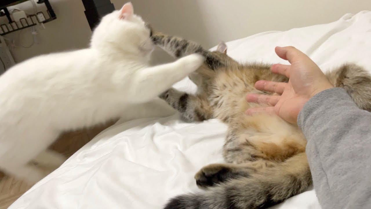 しま猫を構いすぎたら嫉妬した白猫が乱入して大変なことになった…！
