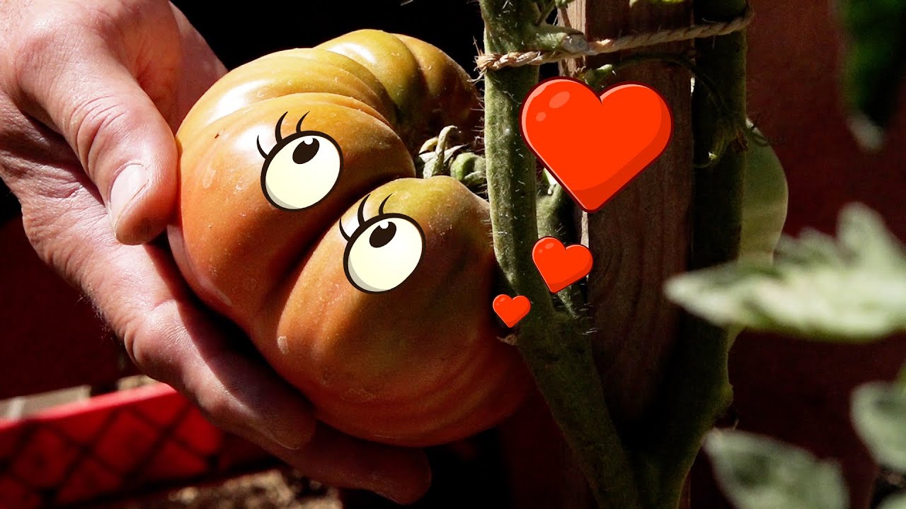 Tomates: Nos Variétés Favorites !