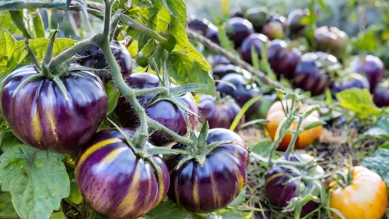 12 Variedades de TOMATES más SORPRENDENTES, ÚNICAS y DELICIOSAS