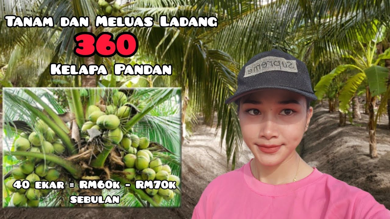 Tanam Kelapa Pandan di ladang boleh untung RM60k-70k sebulan!!!? | Veve's Vlog