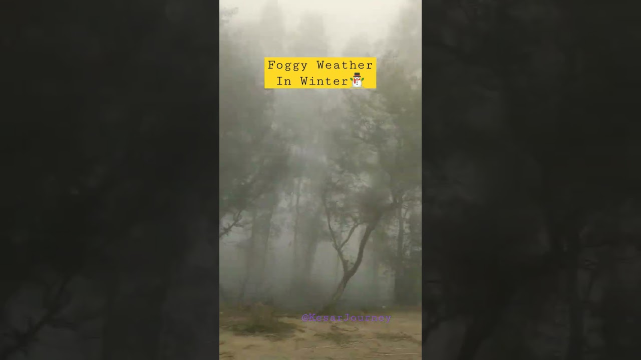 winter fog in north india #fog #foggy #winter #trending  #short #shorts #viralshorts #india #ytshort