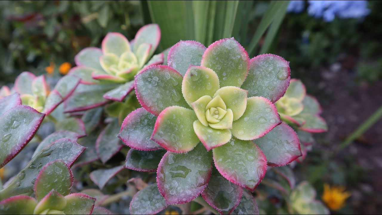Hablemos de Aeonium haworthii kiwi - Aeonium  dream color - Aeonium tricolor - cuidados