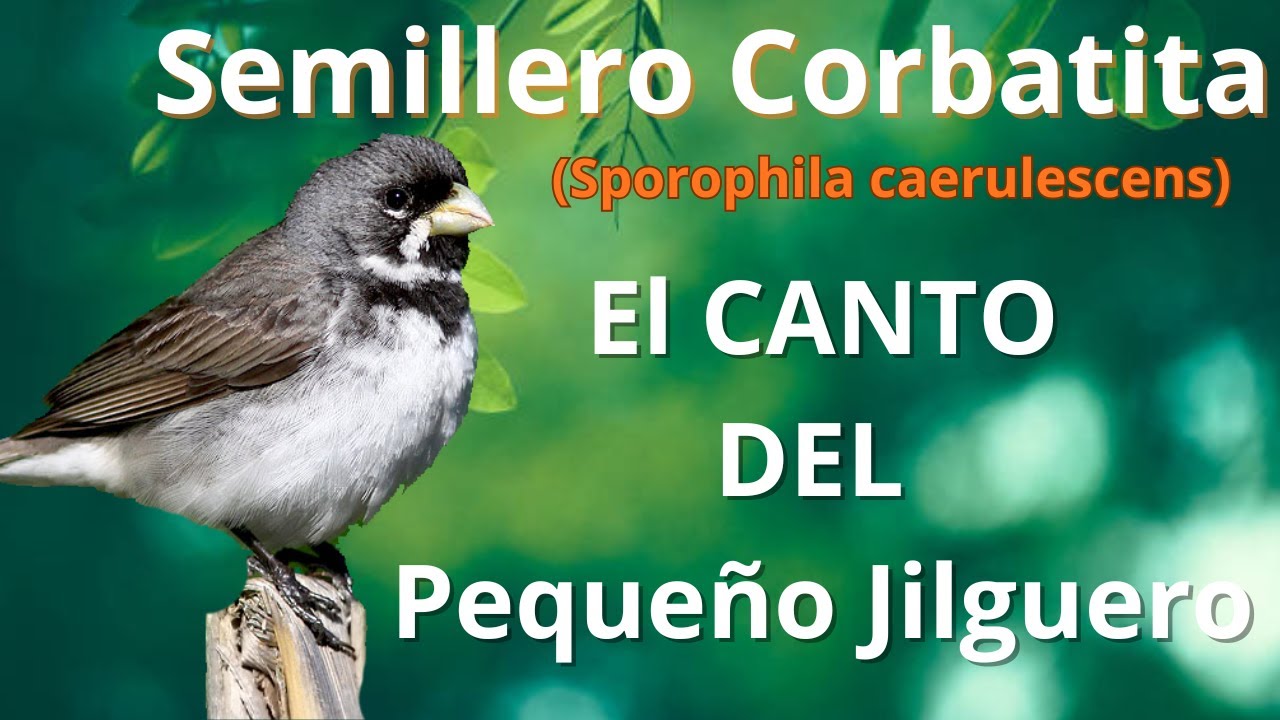 Semillero Corbatita (Sporophila caerulescens) | El canto del pequeño jilguero